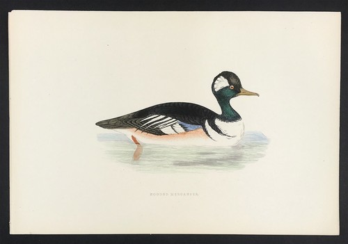 Hooded merganser british birds - hooded,