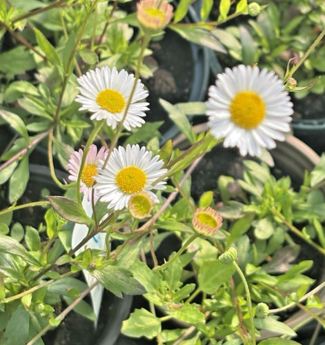 Erigeron karvinskianus sea of - 'sea,