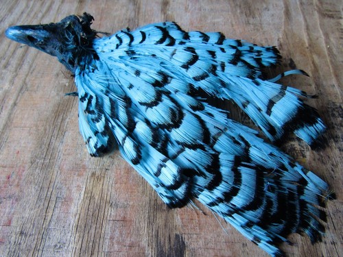 Ifs lady amherst pheasant - pheasant, head