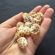 11 Spare Empty Shells