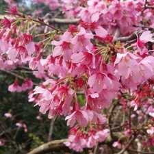 Prunus x incam Okame - Taiwan