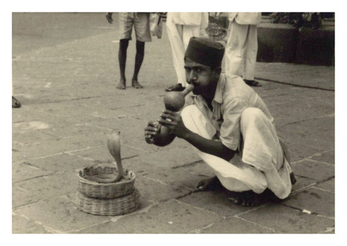 India bombay cobra - india,,