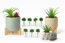 Urban Outfitters Plant