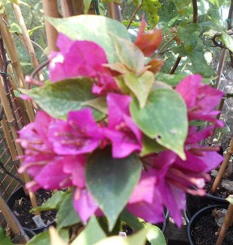 Young bougainvillea - young,