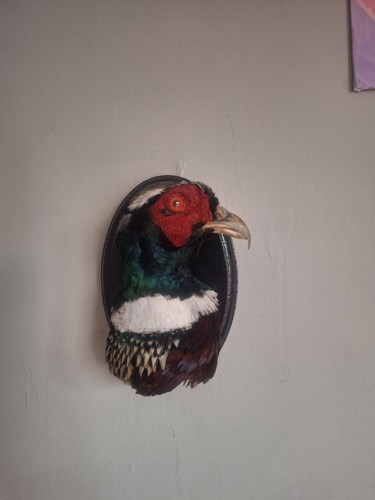 Pheasant taxidermy phasianus - taxidermy,
