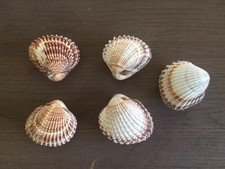 Lovely Decorative  Oyster/Mussels/Clam Shells 
