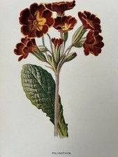 Antique Botanical Print c1900s