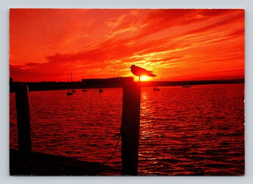 New england sunset seagull - england,