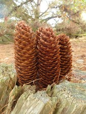 10 NORWAY SPRUCE (140-150mm)