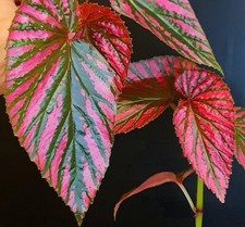 Begonia brevimosa. Stunning