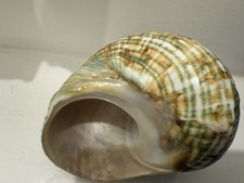 Shell Ornament