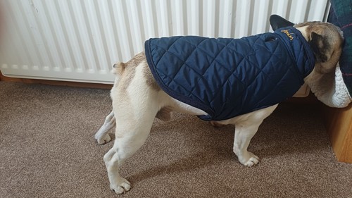 Navy quilted joules dog coat - navy,