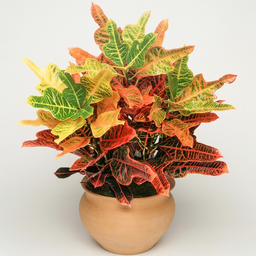 Codiaeum excellent 35 45cm - |, 35-45cm