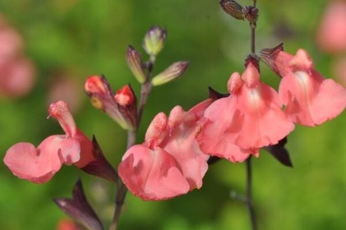 Salvia salmon dance - 3x,