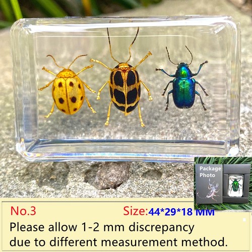Mini insect resin specimen - mini,