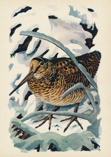 Old vintage lithograph - old,