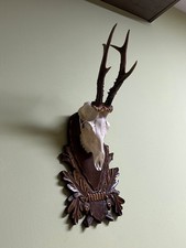 Roe deer horns. Antlers