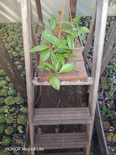 Hoya carnosa with small silver - with,
