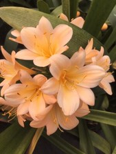 2 x Clivia miniata Apricot