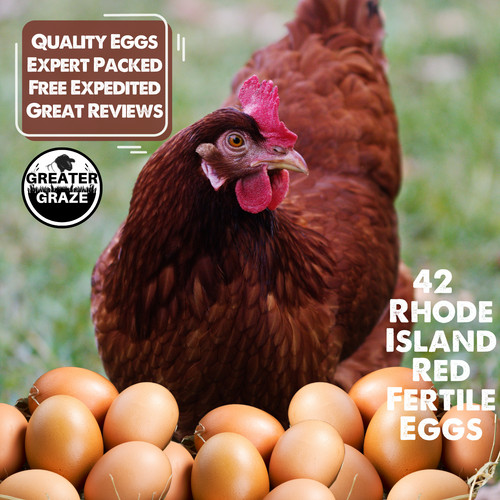 Rhode island red fertile - island,