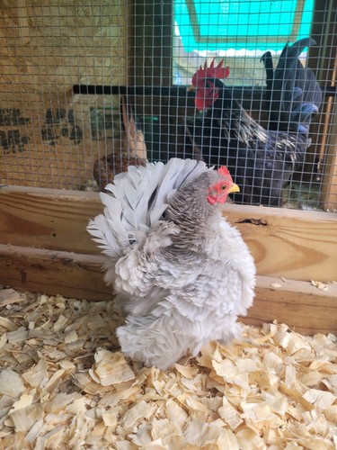 Frizzle serama hatching