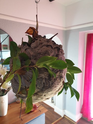 Wasp nest large around - wasp, 12
