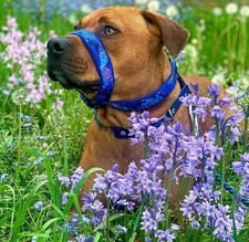 2Posh2Pull Luxury Headcollar