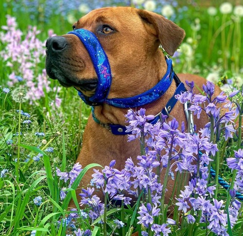 2posh2pull luxury headcollar - 2posh2pull,