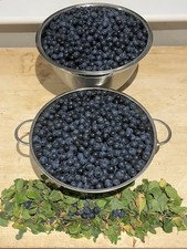 Royal Windsor Sloe Berries