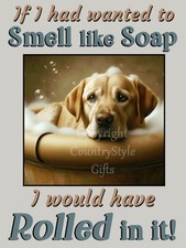 Golden Labrador Dog Funny