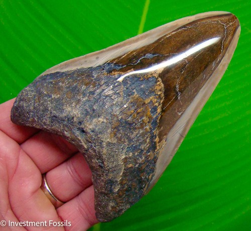 Megalodon shark tooth - shark,