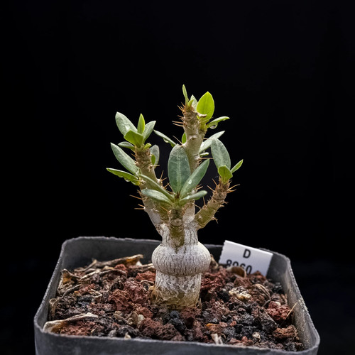 1pieces 5cm seedgrowth - 1pieces,