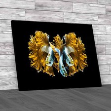 Dragon Siamese Fighting Fish