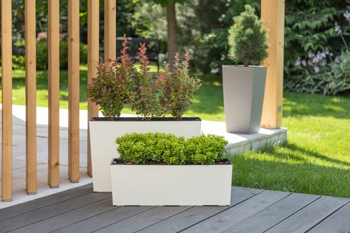 Large tall gloss - tall, plant