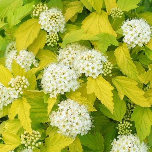 Physocarpus opulifolius luteus - physocarpus,