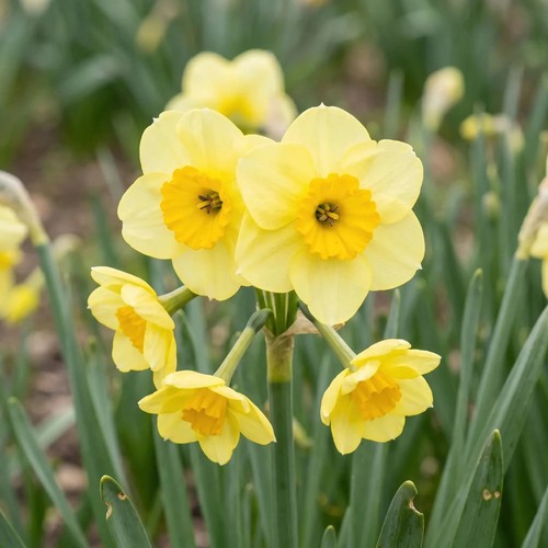 Narcissus sun disc - 'sun, disc'