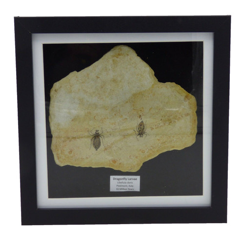 Fossil dragonflies libellula - fossil,