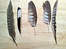 5 Natural Free Fallen Buzzard, Pheasant, Magpie Feathers  Craft, Gothic,  Art F