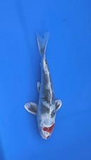 9 - inch Metallic, Tancho