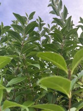 Leaf/Stick insect food-