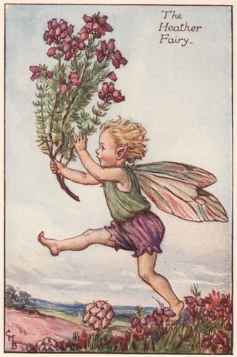 Heather fairy cicely - heather, mary