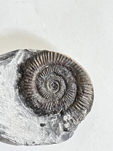 Dactylioceras fossil - sp,