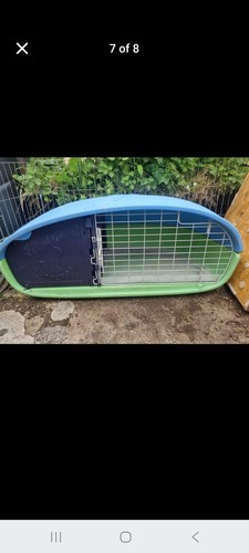 Bunny pod rabbit guinea pig - bunny, pod,rabbit/