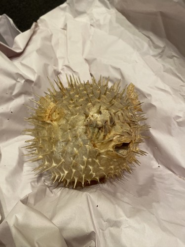 Real dried puffer - puffer, fish