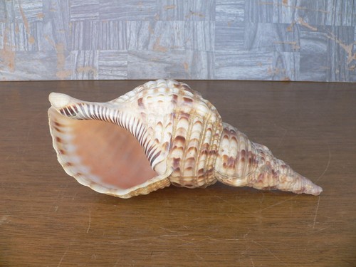 Tritons trumpet horn seashell - trumpet,