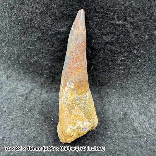 Spinosaurus dinosaur tooth - dinosaur,