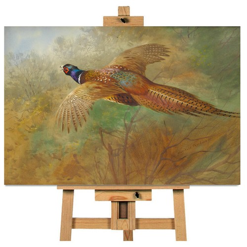 Archibald thorburn pheasant - archibald, in