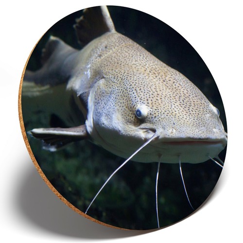 Awesome redtail catfish - awesome,