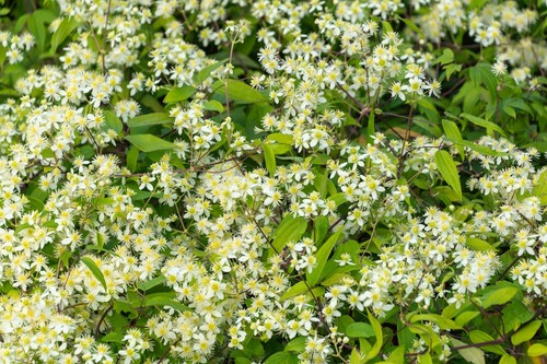White clematis virginiana - 20, /