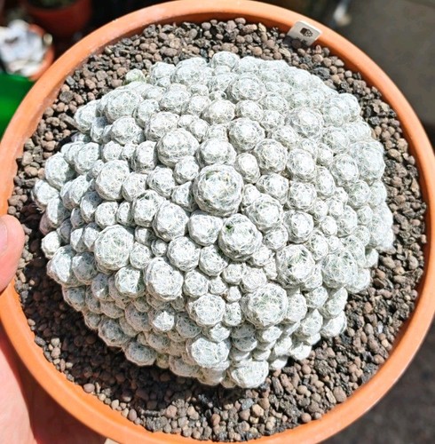 Mammillaria humboldtii huge - mammillaria,